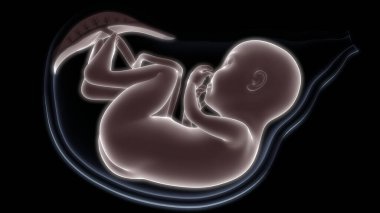 Rahim anatomisindeki fetüs X-ray 3D görüntüleme