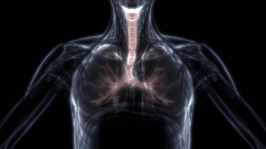 Ciğerleri İnsan Solunum Sistemi 'nin bir parçası Anatomi X-ray 3D görüntüleme