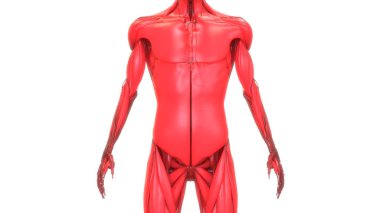 İnsan Vücut Kas Sistemi Kasları 3D Yapılandırma