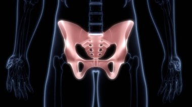İnsan iskelet sistemi anatomisinin leğen kemiği eklemleri 3D