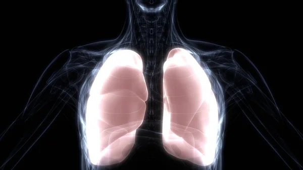 Lungs Part Human Respiratory System Anatomy Ray Rendering — Stock Photo, Image