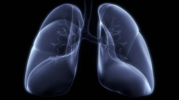 Pulmones Una Parte Anatomía Del Sistema Respiratorio Humano Rendimiento Rayos —  Fotos de Stock