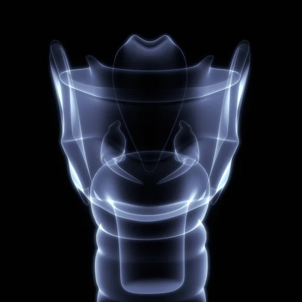 Organi Interni Umani Anatomia Laringea Rendering Raggi — Foto Stock