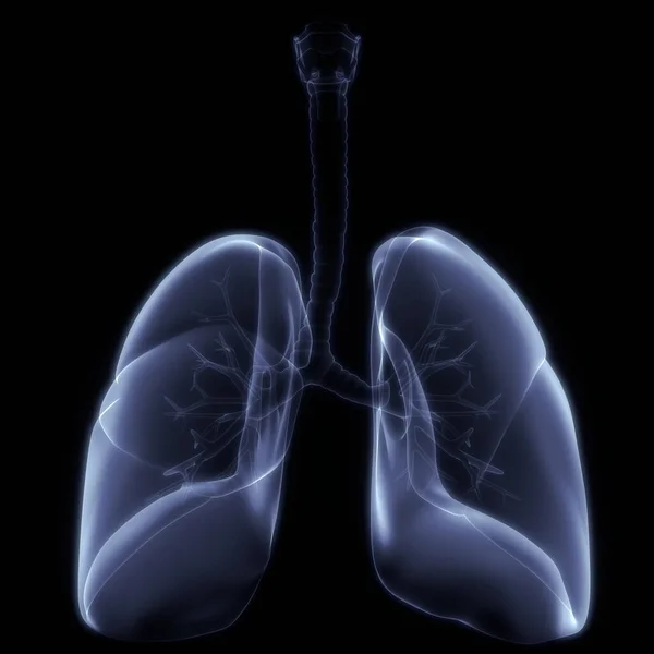 Lungs Part Human Respiratory System Anatomy Ray Rendering — Stock Photo, Image