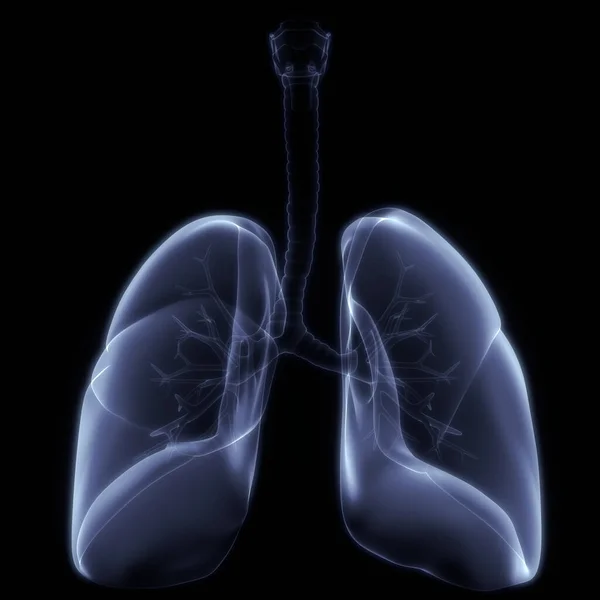 Lungs Part Human Respiratory System Anatomy Ray Rendering — стокове фото