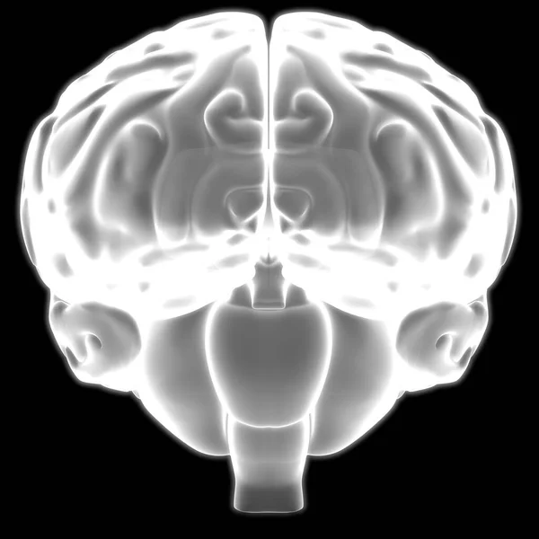 Human Internal Organ Brain Nervous System Ray 렌더링 — 스톡 사진