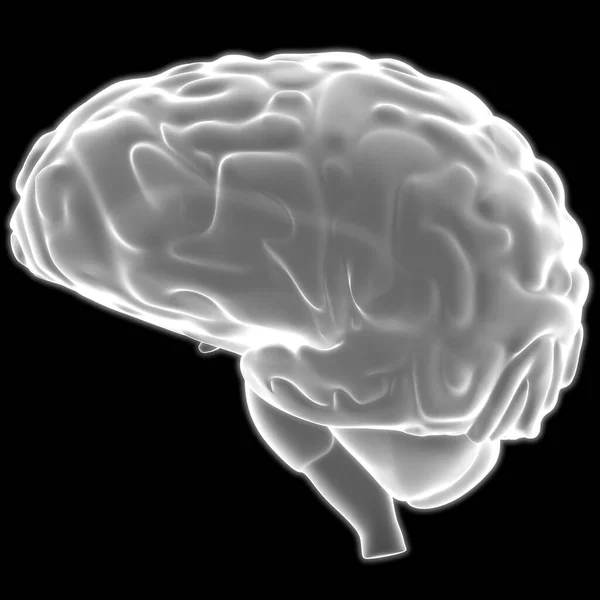 Cerveau Interne Humain Organe Avec Anatomie Système Nerveux Ray Rendu — Photo