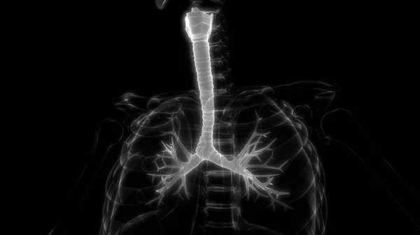 Lunger Del Humant Åndedrettssystem Anatomi Ray Gjengivelse – stockfoto
