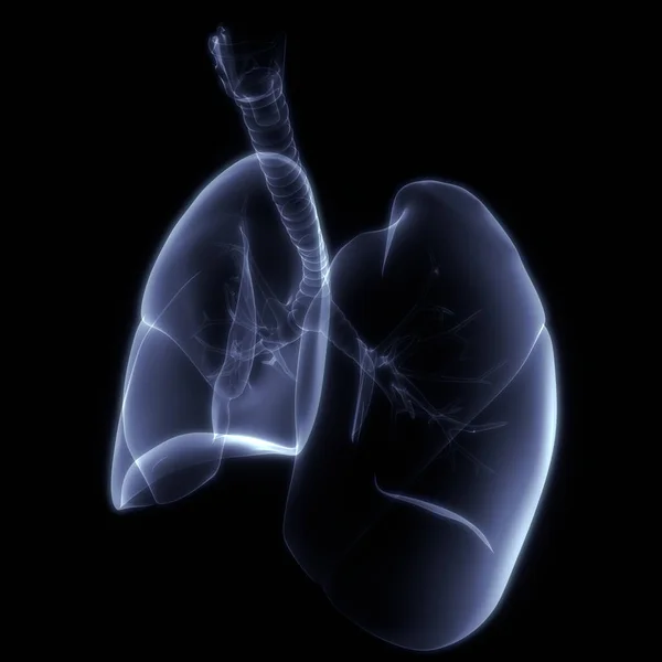 Płuca Część Ludzkiego Układu Oddechowego Anatomia Rentgenowskie Renderowania — Zdjęcie stockowe
