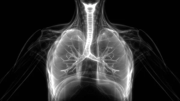 隆起是人体呼吸系统解剖X射线3D成像的一部分 — 图库照片