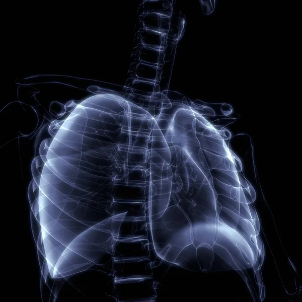 Longen Een Deel Van Human Respiratory System Anatomy Ray Rendering — Stockfoto