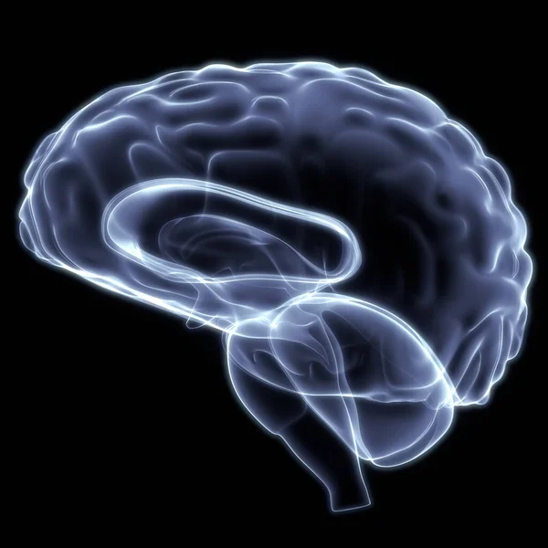 Cerveau Interne Humain Organe Avec Anatomie Système Nerveux Ray Rendu — Photo