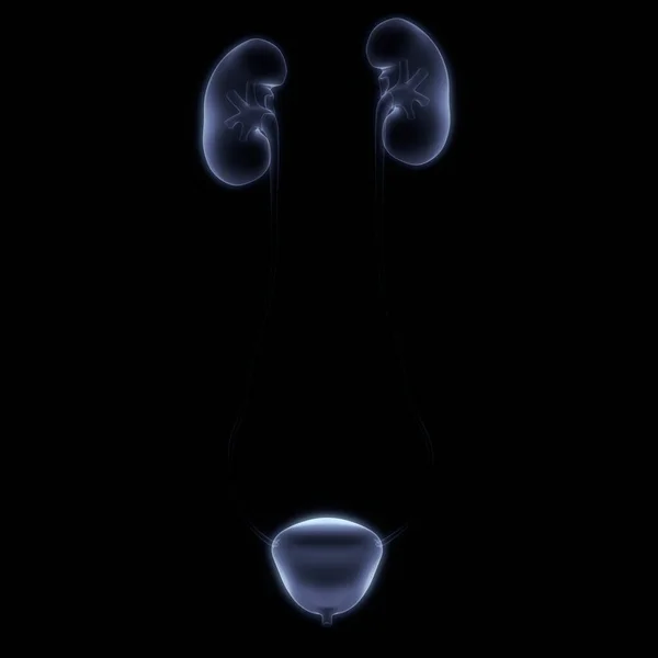Внутренний Орган Человека Почек Мочевой Системы Рентгеновской Анатомией Мочевого Пузыря — стоковое фото