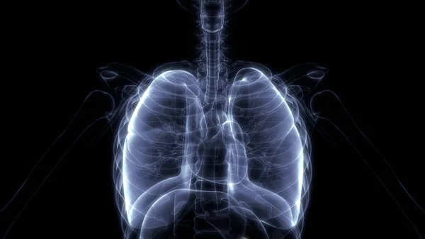 Płuca Część Ludzkiego Układu Oddechowego Anatomia Rentgenowskie Renderowania — Zdjęcie stockowe