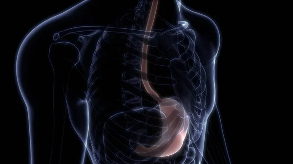 Emberi Belső Szerv Emésztőrendszer Gyomor Anatómia Ray Renderelés — Stock Fotó