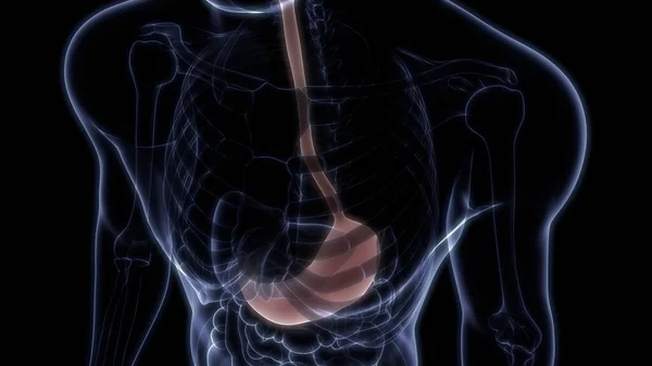 Mänskliga Inre Organ Matsmältningssystemet Magsäck Anatomi Röntgen Rendering — Stockfoto