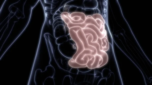 Jelito Grube Część Ludzkiego Układu Pokarmowego Anatomia Renderowania — Zdjęcie stockowe