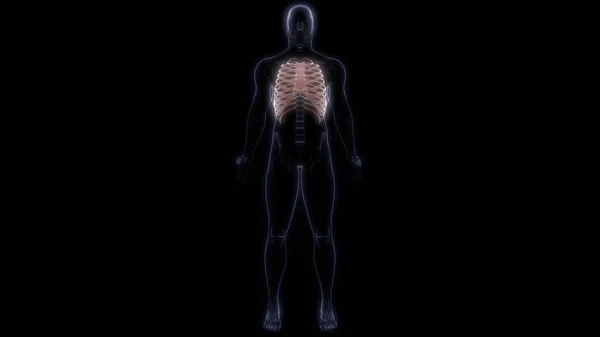 人間の骨格系の三次元レンダリングのリブケージの関節 — ストック写真