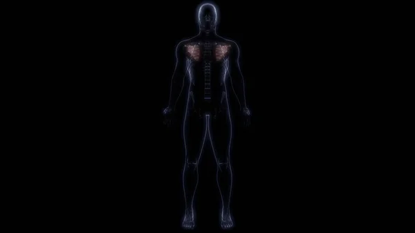 Skelettknochen Des Menschlichen Skelettsystems Anatomie Rendering — Stockfoto