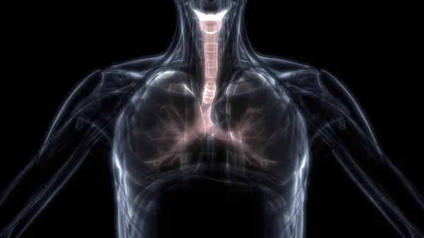 Легкие Часть Рентгеновской Рентгеновской Системы Дыхания Человека — стоковое фото