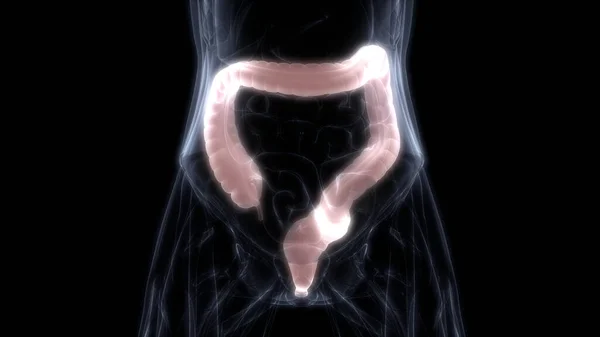 Intestino Grande Uma Parte Anatomia Sistema Digestivo Humano Renderização — Fotografia de Stock