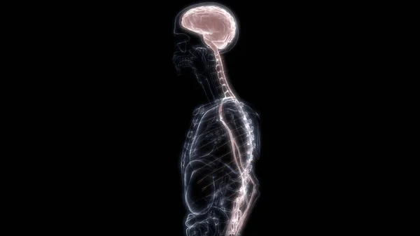 Human Internal Organ Brain Met Zenuwstelsel Anatomie Ray Rendering — Stockfoto