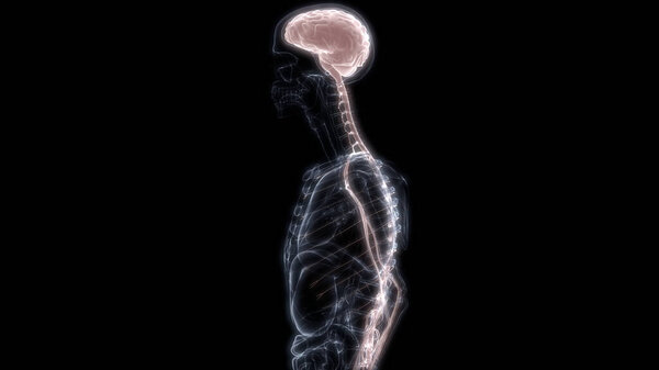 Human Internal Organ Brain with Nervous System Anatomy X-ray 3D rendering