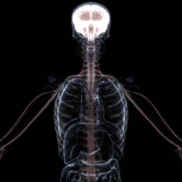 Human Internal Organ Brain Nervous System Ray 렌더링 — 스톡 사진