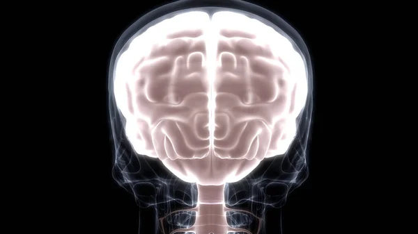 Cerveau Interne Humain Organe Avec Anatomie Système Nerveux Ray Rendu — Photo