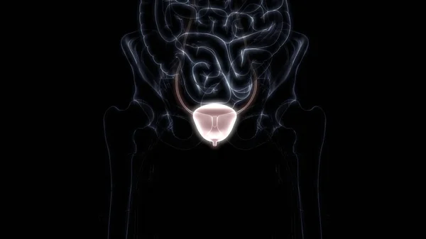 Human Internal Organ Urinary System Kidneys Bladder Anatomy Ray 렌더링 — 스톡 사진