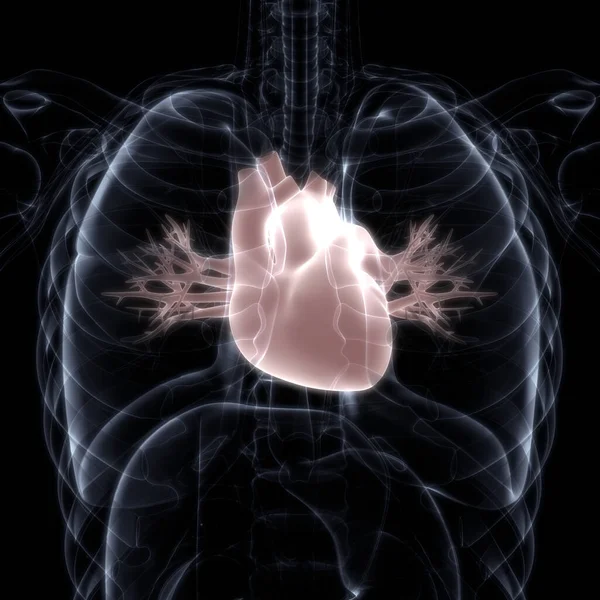 Emberi Szív Belső Szerve Keringési Rendszerrel Anatómia Ray Renderelés — Stock Fotó