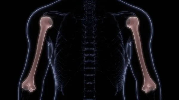Hueso Húmero Articulaciones Del Esqueleto Humano Sistema Anatomía Renderizado — Foto de Stock