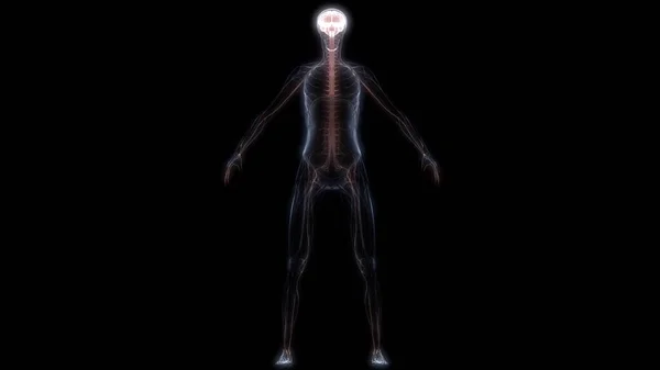 Sinir Sistemi Anatomisi Ray Işlemeli Nsan Organ Beyni — Stok fotoğraf