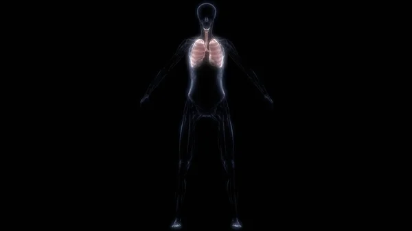 Polmoni Una Parte Del Sistema Respiratorio Umano Anatomia Rendering Raggi — Foto Stock