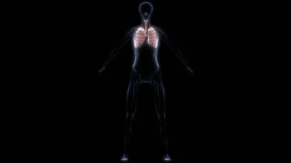 Lungs Part Human Respiratory System Anatomy Ray Rendering — стокове фото