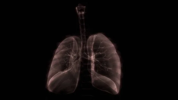 Легкие Часть Рентгеновской Рентгеновской Системы Дыхания Человека — стоковое фото