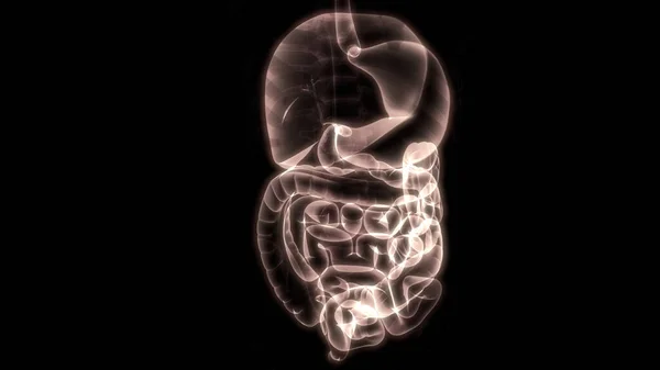 Анатомия Пищеварительной Системы Человека Рендеринг — стоковое фото