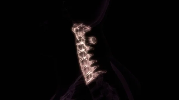 Vertebral Column Cervical Vertebrae Human Skeleton System Anatomy Rendering — 스톡 사진