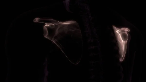 人体骨骼系统解剖三维绘制的Scapula骨节 — 图库照片