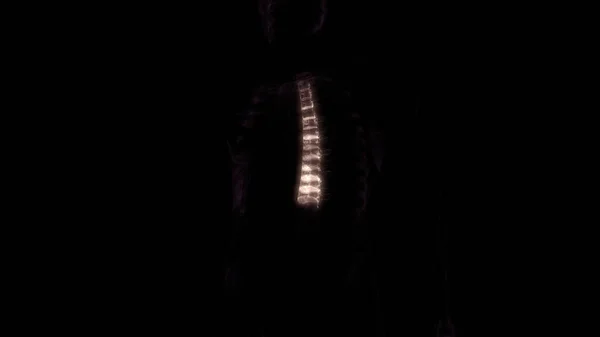 Vertebral Column Thoracic Vertebrae Human Skeleton System Anatomy Rendering — Stock Photo, Image