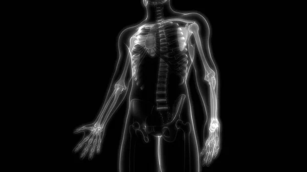 Bovenste Ledematen Botgewrichten Van Het Menselijk Skelet Systeem Anatomie Rendering — Stockfoto