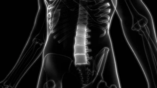 Coluna Vertebral Vértebras Lombares Sistema Esqueleto Humano Anatomia Renderização — Fotografia de Stock