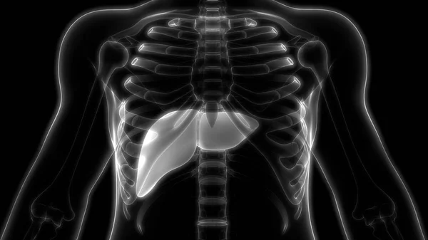 肝脏是人体消化系统解剖X射线3D绘制的一部分 — 图库照片