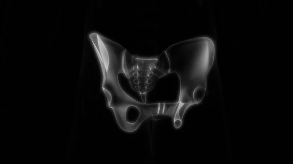 Articulaciones Óseas Pelvis Del Sistema Esquelético Humano Anatomía Renderizado —  Fotos de Stock