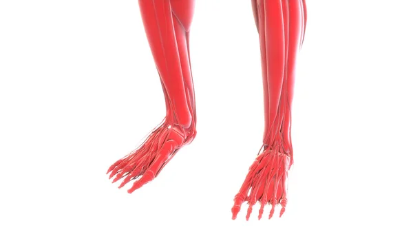 Sistema Muscular Del Cuerpo Humano Anatomía Muscular Renderizado — Foto de Stock