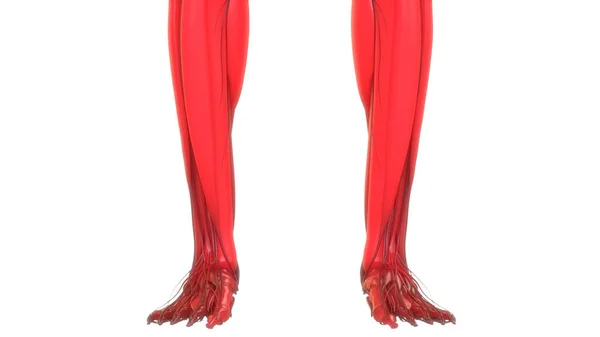 Muskeln Des Muskelsystems Des Menschlichen Körpers Anatomie Darstellung — Stockfoto