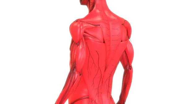 人間の体の筋肉の解剖学3Dレンダリング — ストック写真