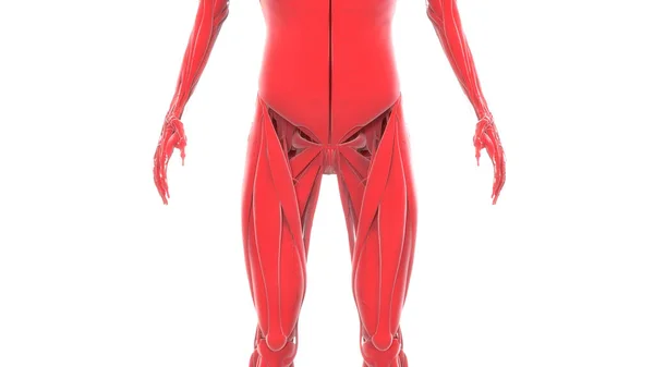 Menselijk Lichaam Spierstelsel Spieren Anatomie Rendering — Stockfoto