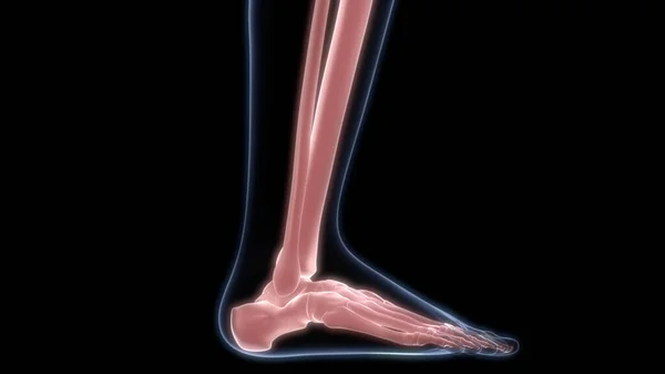 Leg Bone Joints Human Skeleton System Anatomy — стокове фото