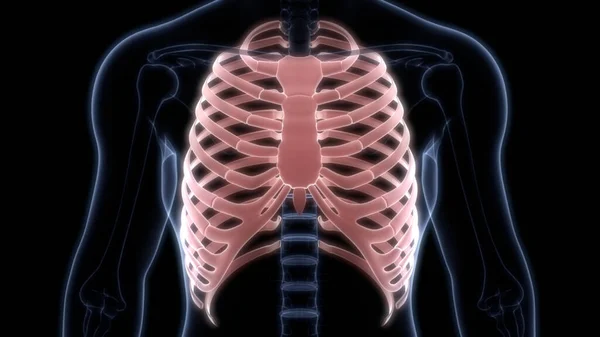 Rib Cage Human Skeleton System Anatomy Рендеринг — стокове фото